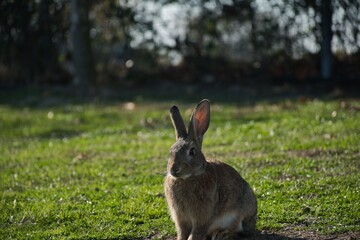 Rabbit 