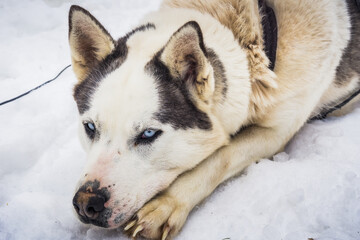 Dogsledding during winter in Quebec