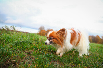 Papillon auf einem Spaziergang