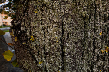 tree bark texture