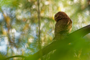 Eurasian Pygmy-Owl - Glaucidium passerinum sitting on the branch and looking for the prey in the forest in summer, Small european owl with the colorful background