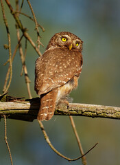 Eurasian Pygmy-Owl - Glaucidium passerinum sitting on the branch and looking for the prey in the forest in summer. Small european owl with the forest background
