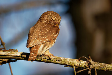 Eurasian Pygmy-Owl - Glaucidium passerinum sitting on the branch and looking for the prey in the forest in summer. Small european owl sleeping on the branch with closed eyes