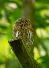 Eurasian Pygmy-Owl - Glaucidium passerinum sitting on the branch and looking for the prey in the forest in summer. Small european owl with the forest background