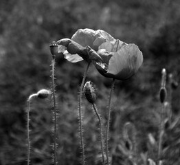 Poppy in the field at dawn  Black & White - 394449847