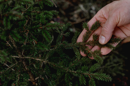 Hand holding pine twig, Sweden