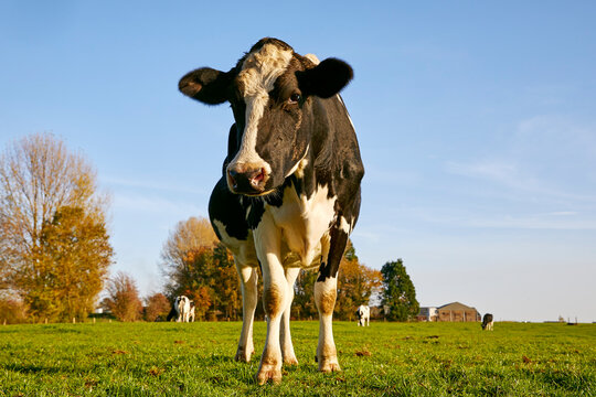vache noire et blanche broutant de l'herbe dans un champ en automne pr&egrave;s de Namur en Belgique  