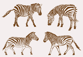 Vector set of zebras, sepia background,illustration