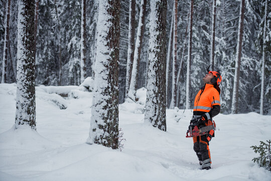 Lumberjack in forest, Sweden