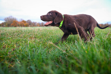 Junger brauner Labrador Welpe auf dem Spaziergang