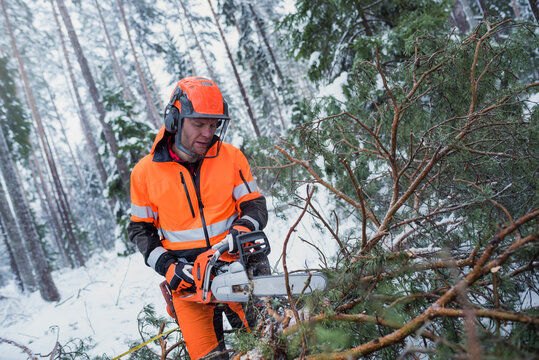 Lumberjack at work, Sweden