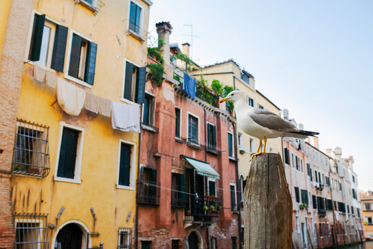 Seagull on wooden pole, Italy