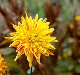 Dahlien im Herbst