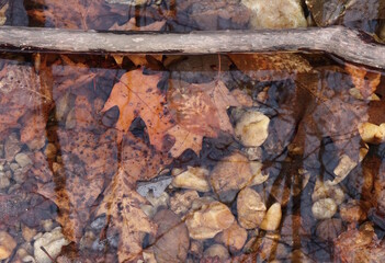 Underwater View of Autumn Leaves