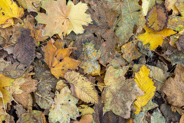 Background from old, autumnal, fallen leaves lying on the ground