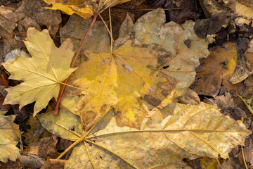 Background from old, autumnal, fallen leaves lying on the ground