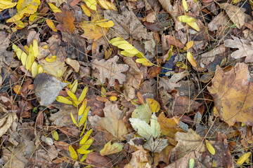 Background from old, autumnal, fallen leaves lying on the ground