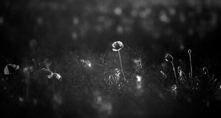 Poppy in the field at dawn  Black & White - 394452653