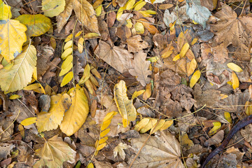 Background from old, autumnal, fallen leaves lying on the ground