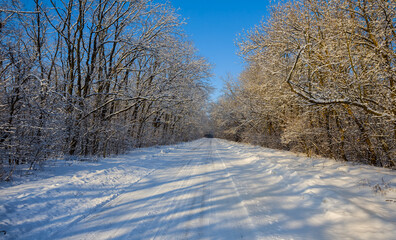 road through the forest covered by a snow at the early morning
