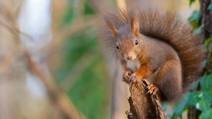 Close-up from cute little red squirrel sitting on a tree