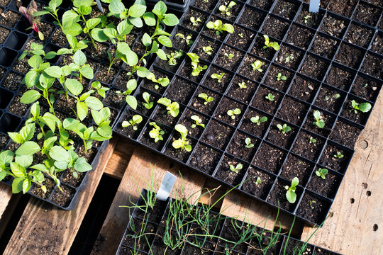 Seedlings in pots, Sweden