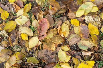 Background from old, autumnal, fallen leaves lying on the ground