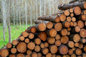 Pine timber, ready for transport from forest