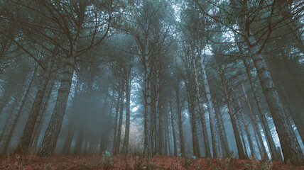 Pinar un día con niebla