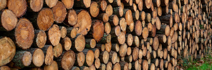 Pine timber, ready for transport from forest
