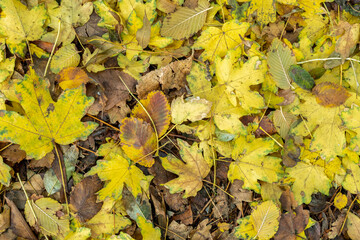Background from old, autumnal, fallen leaves lying on the ground