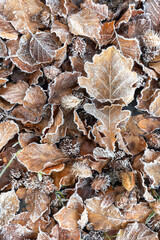 gefrorenes Herbstlaub