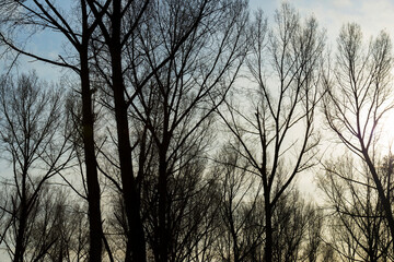 Silhoutte of the canopy of deciduous trees in a field in wetland under a cloudy sky in sunlight in autumn, Almere, Flevoland, The Netherlands, November 22, 2020