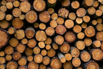 Pine timber, ready for transport from forest