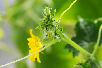 Flower close up. Cucumber plant flower closeup.