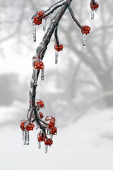 Tree branch covered by freezing rain