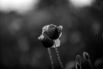 Poppy in the field at dawn  Black & White - 394453437
