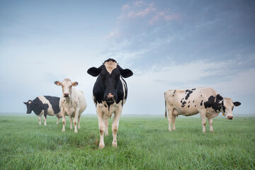 milk cows staring on pasture