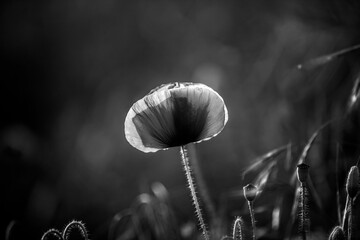 Poppy in the field at dawn  Black & White - 394453606