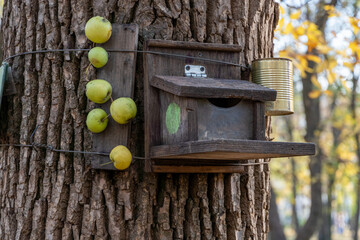 Bird and squirrel feeder hanging on a tree in the park