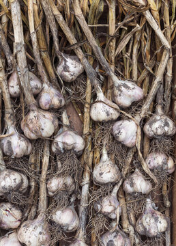 Garlic bulbs, Denmark