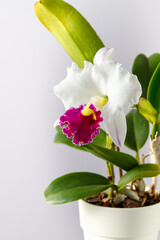 White large orchid flower with purple red lip of genus Cattleya in pot on light grey background. Home and garden interior flowers. Variety Chyong Guu Swan White Jade