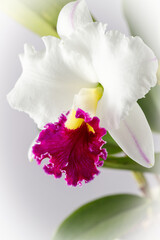 White large orchid flower with purple red lip of genus Cattleya closeup on light grey background. Home and garden interior flowers. Variety Chyong Guu Swan White Jade