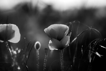 Poppy in the field at dawn  Black & White - 394454060