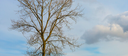 Silhoutte of the canopy of deciduous trees in a field in wetland under a cloudy sky in sunlight in autumn, Almere, Flevoland, The Netherlands, November 22, 2020