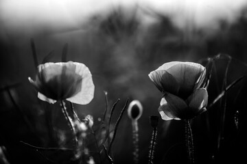 Poppy in the field at dawn  Black & White - 394454202