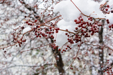 Frozen rowan berries on branches covered with snow. Winter landscape.