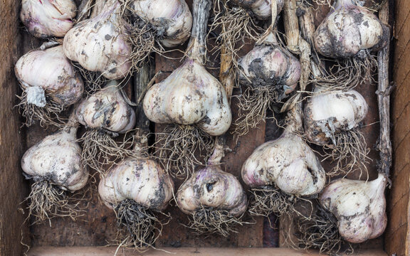 Garlic bulbs, Denmark