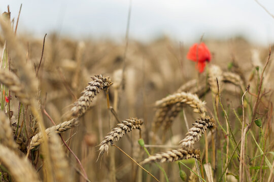 Wheat, Denmark