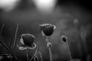 Poppy in the field at dawn  Black & White - 394454860